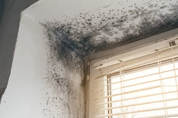 Affordable Black Mold Remediation solutions in West River, MD